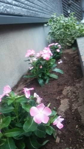 c0335540_00004670.jpg