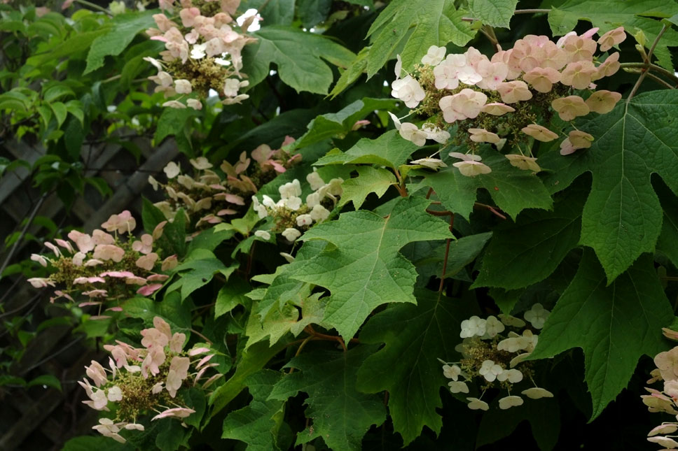 b0075541_14122953.jpg
