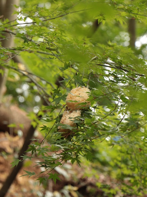 e0017051_6115949.jpg