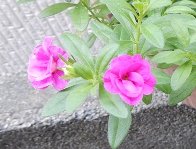 e0033229_17454448.jpg