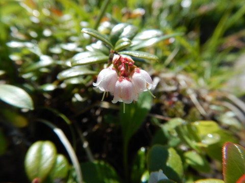 f0118332_20030580.jpg