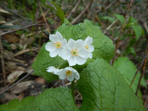 f0118332_20102830.jpg