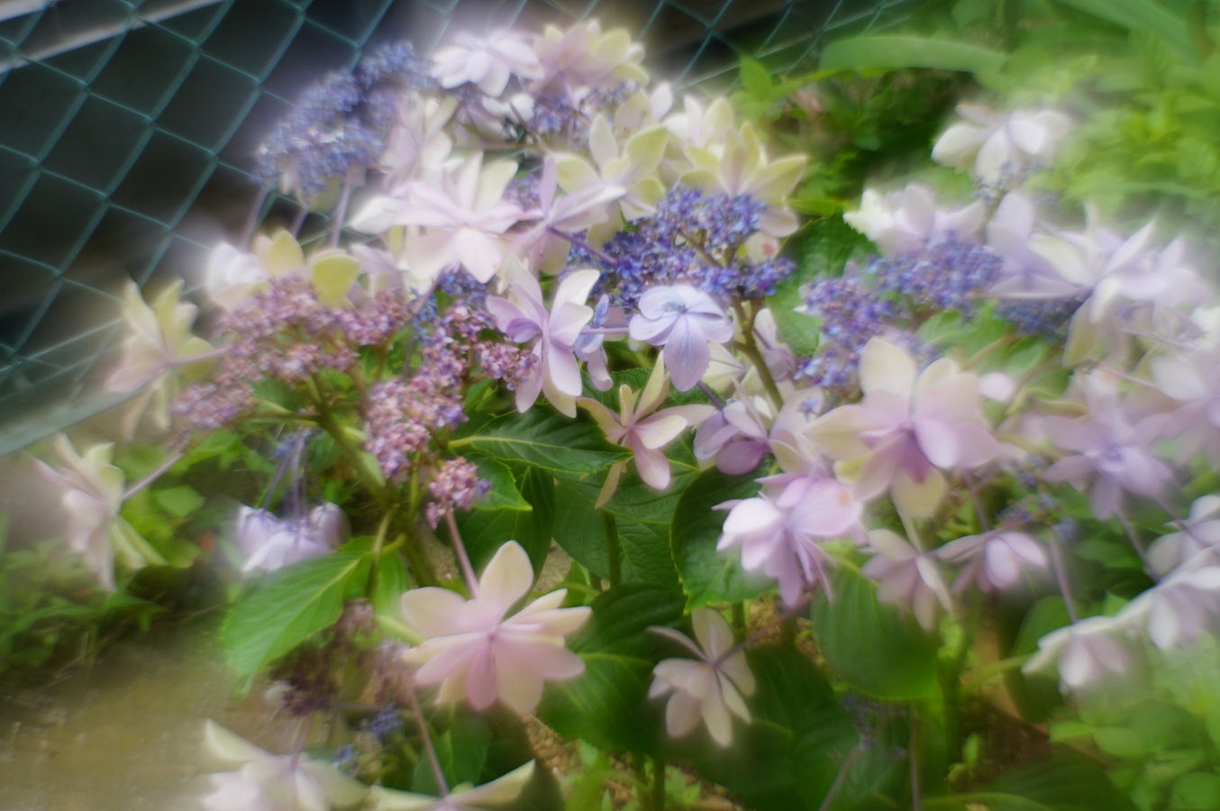 a0063552_9183195.jpg