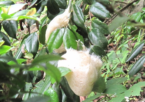 e0201060_16461693.jpg