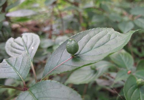 e0201060_16473414.jpg
