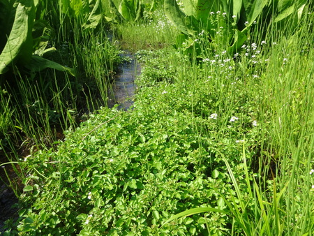 e0081170_10504216.jpg