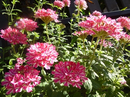 a0053480_09073258.jpg