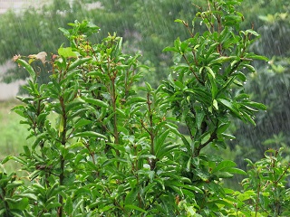 e0130185_145574.jpg