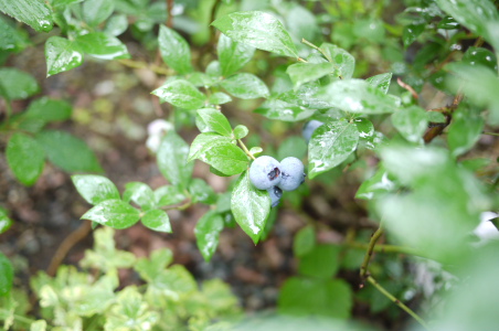 f0161494_22562026.jpg