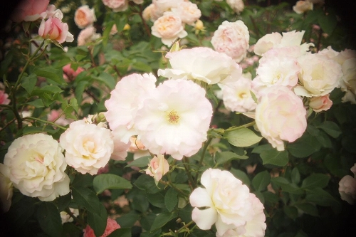 c0202705_1210117.jpg