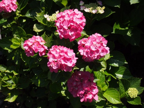 c0117007_19365358.jpg
