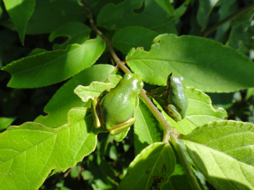 c0179351_20293665.jpg