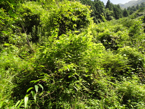 c0179351_20312338.jpg