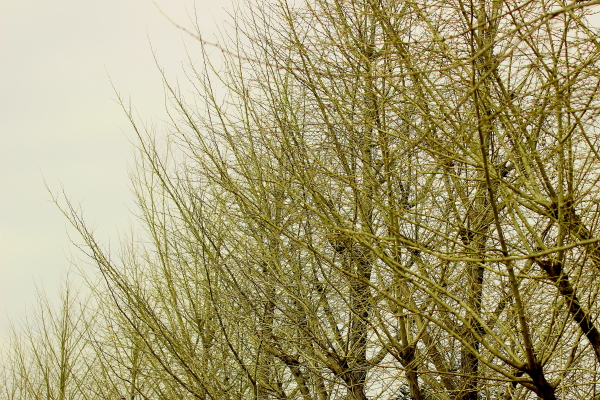 e0347431_11351437.jpg