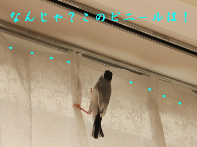 c0365734_21015295.jpg