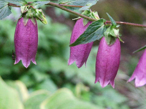 e0088260_16342112.jpg