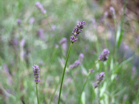 e0088260_16402989.jpg