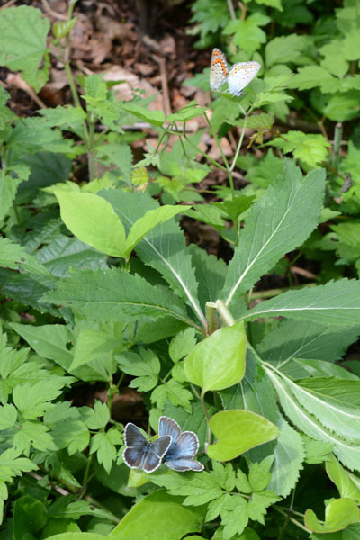 c0043361_2394982.jpg