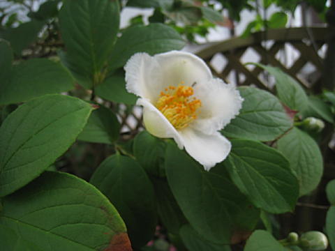 d0046702_14382247.jpg