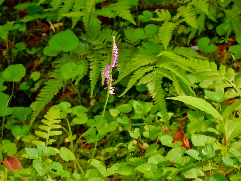 f0182513_1039374.jpg