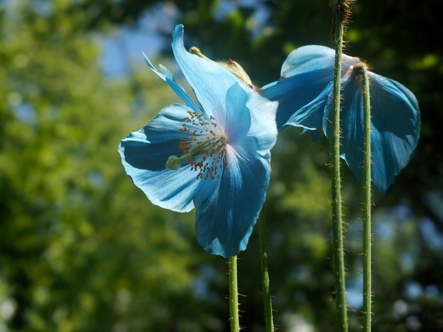 c0183777_6334242.jpg