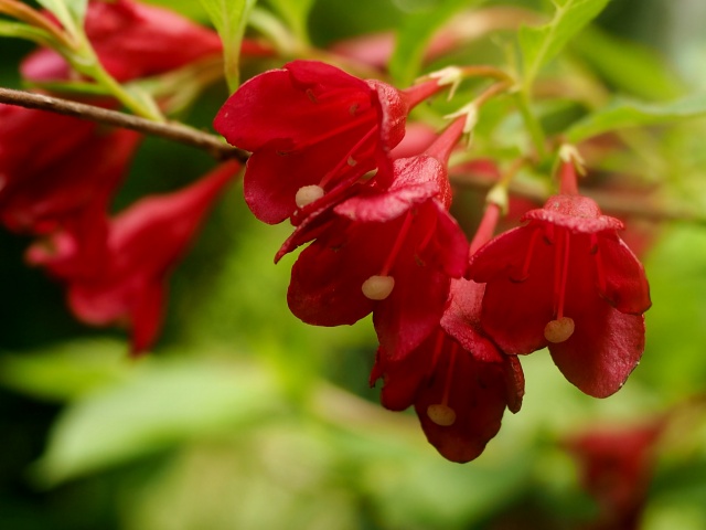 c0183777_6455277.jpg