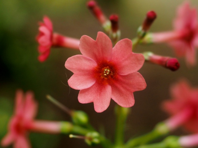 c0183777_719737.jpg