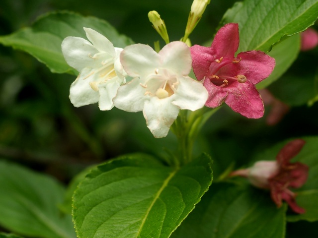 c0183777_775647.jpg