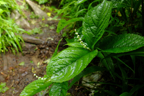 e0304001_2012342.jpg