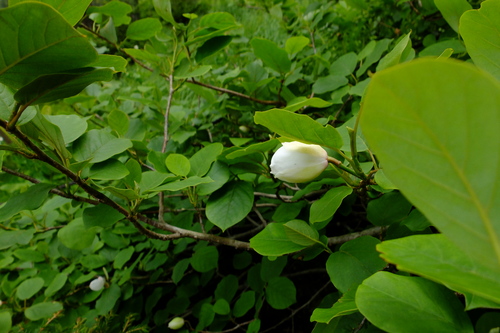 e0304001_20203343.jpg
