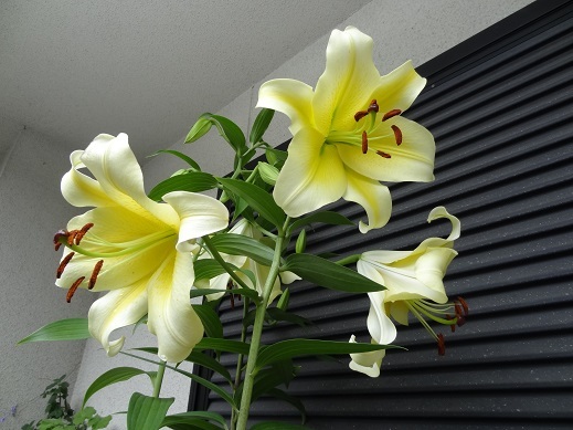 f0000521_07251563.jpg