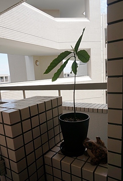 b0068423_22295073.jpg