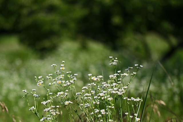 a0242438_1715298.jpg