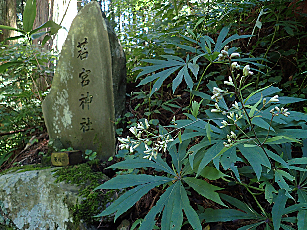 f0214649_5194055.jpg
