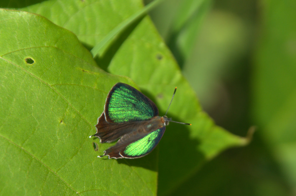 d0098057_4284486.jpg