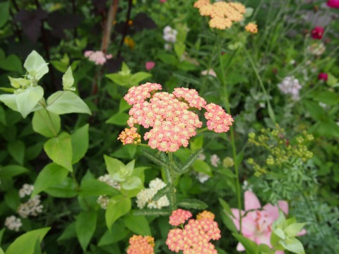 c0117007_19461754.jpg