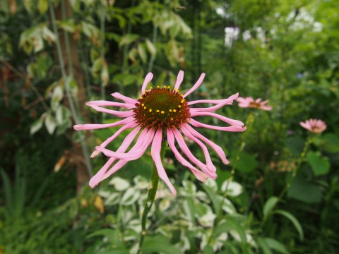 c0117007_19464684.jpg