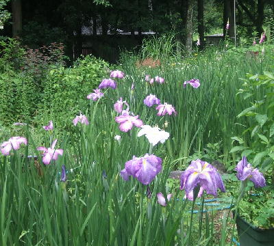 f0161708_234037.jpg