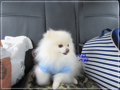b0167519_710389.gif
