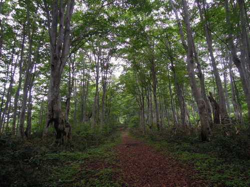 e0147226_22201099.jpg