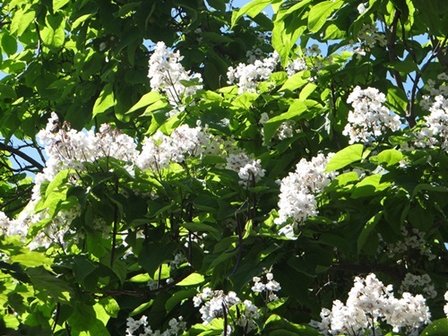 d0037233_15401779.jpg