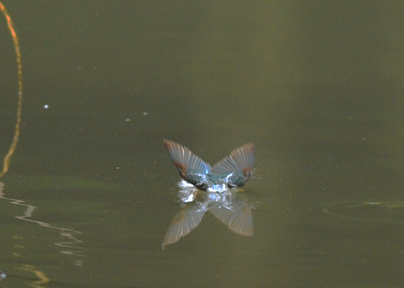 d0290240_14483688.gif