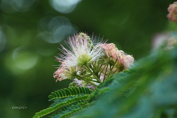 e0351168_20580098.jpg