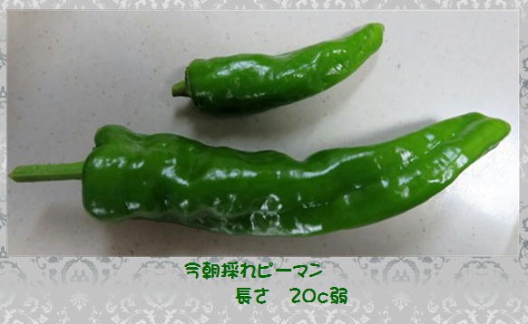f0003174_10213860.jpg