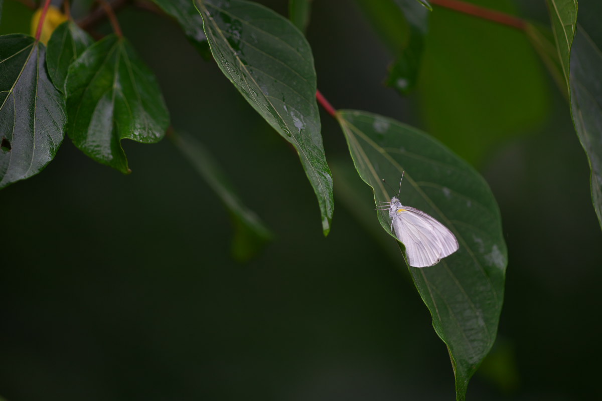 a0083081_11262539.jpg