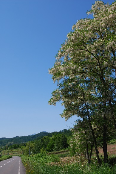 a0133886_13101718.jpg