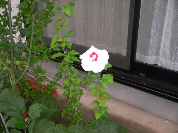 a0249215_74944.jpg