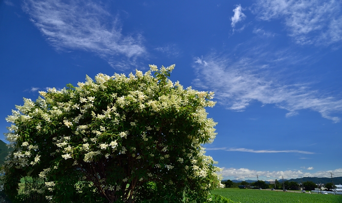 b0236334_715276.jpg