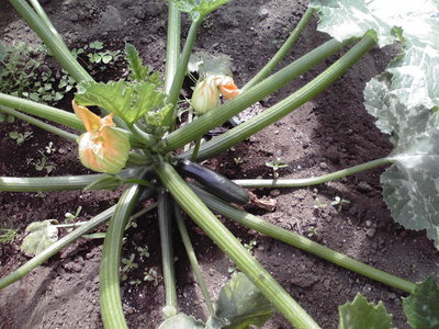f0057955_181666.jpg