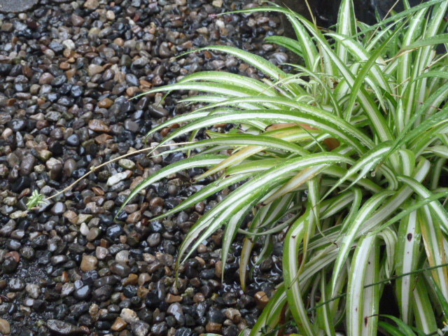 e0278968_20172387.jpg